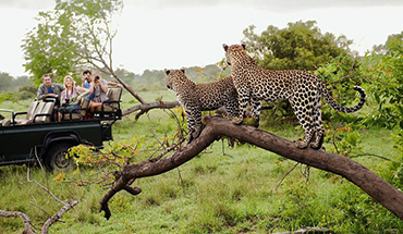 Wildlife Tours